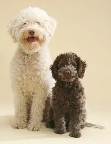 Labradoodle or lagotto romagnolo? Research into the main differences 3 Lagotto romagnolo character