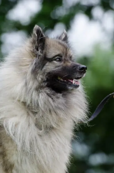 Pomeranian-gewicht: wie groß werden sie? 5 Grootte pomeriaan