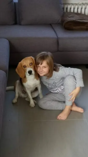 Child-friendly family dog 11 Safe dog for children