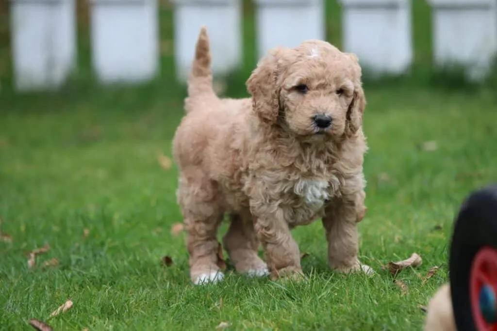 Een labradoodle-pup kopen