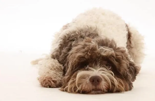 Labradoodle or lagotto romagnolo? Research into the main differences 1 Buy labradoodle