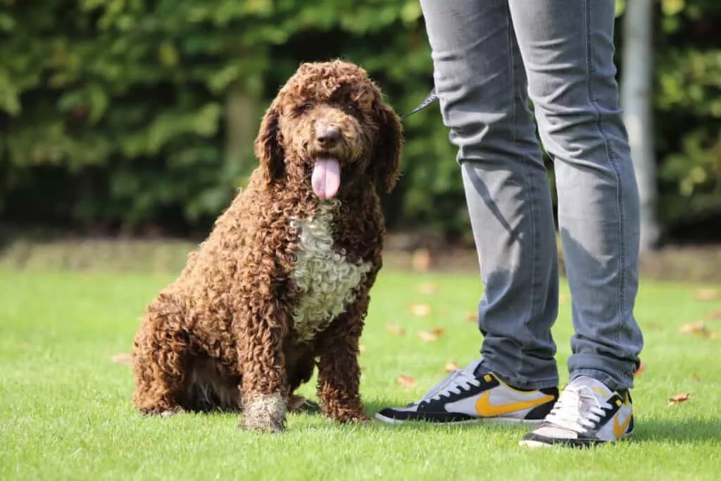 italiaanse waterhond