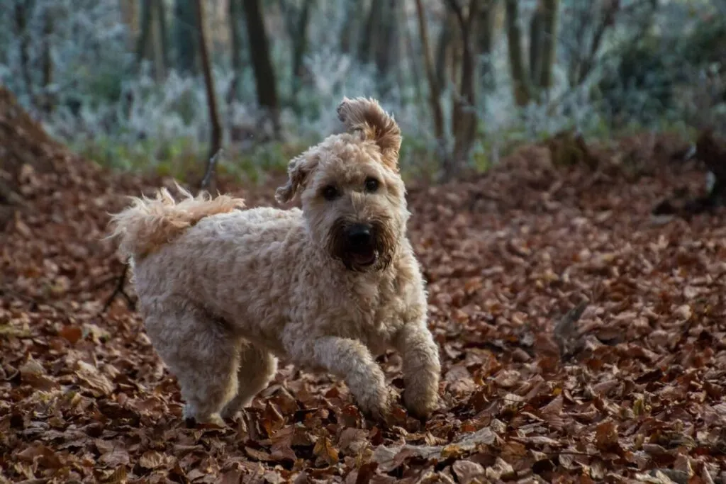 Labradoodle or lagotto romagnolo? Research into the main differences 5 Italian water dog