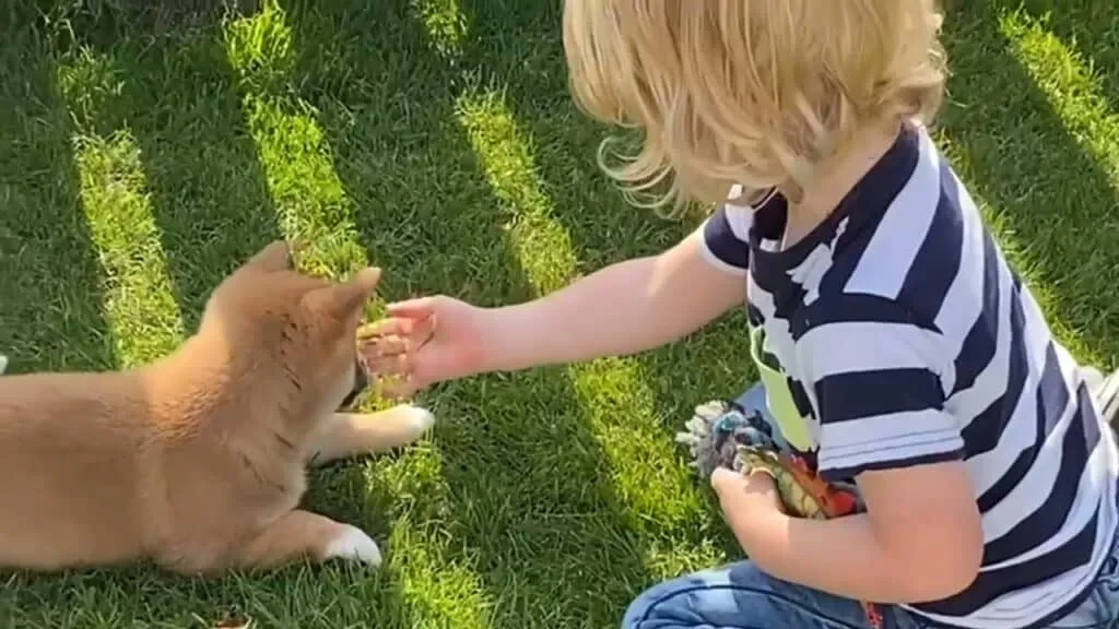 Shiba inu op een appartement: zijn ze goede appartementshonden? 1 Shiba inu op appartement