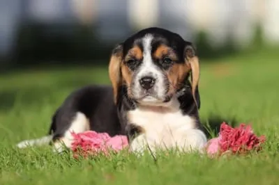 Beagle price, how much does a beagle puppy cost? 3 Beagle prijs belgië
