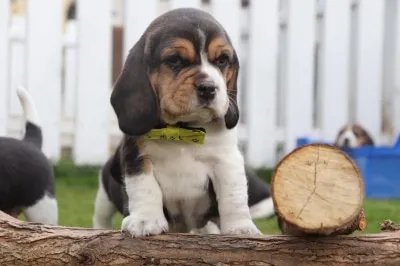 Beagle rasse kosten