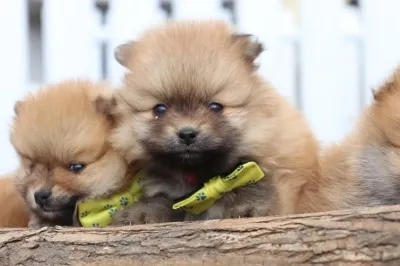 Dwarf spitz or pomeranian puppies for sale - buy spitz puppies, pomeranian from breeder 1 Pomeranian puppies flemish breeder