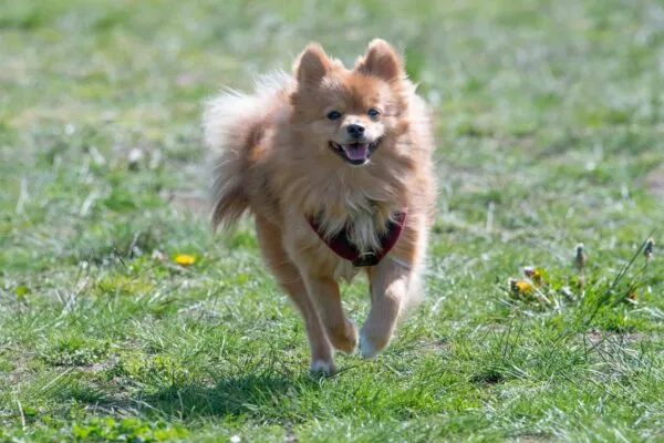 Wie erzieht man einen pomeranian? Der ultimative trainingsleitfaden! 2 Zwergspitz welpe beim training