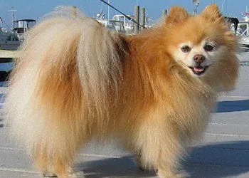 Poméranien adulte : à quoi ressemblera-t-il après 1 an? 3 Pomeranian adulte