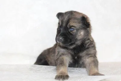 Designer dogs pomsky, labradoodle vtm news 2 Pomsky information