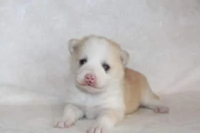 Designer dogs pomsky, labradoodle vtm news 1 Buy pomsky