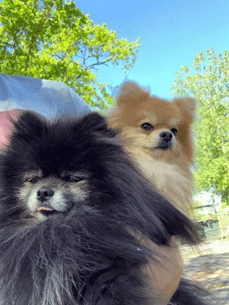 Twee pomeranian honden genieten van de buitenlucht op woefkesranch.