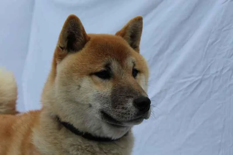 Éleveur de shiba inu