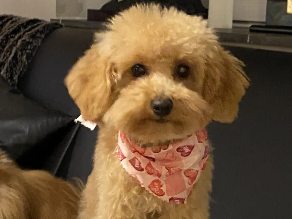 Meilleurs soins pour doodles - chiens d'eau 2026 (goldendoodle, labradoodle, lagotto romagnolo, cockapoo, caniche nain) 2 Toilettage doodles