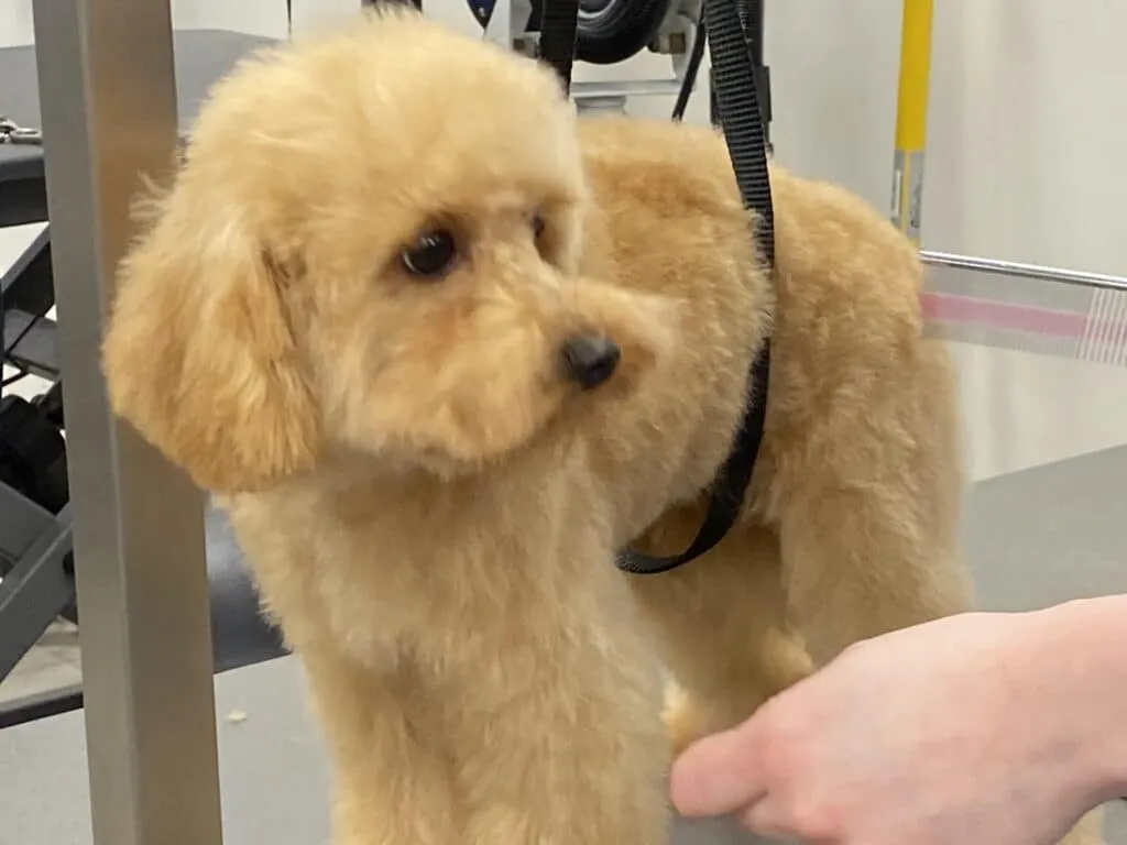 Meilleurs soins pour doodles - chiens d'eau 2026 (goldendoodle, labradoodle, lagotto romagnolo, cockapoo, caniche nain) 1 Toilettage caniche nain