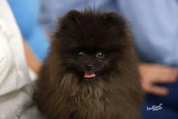 Différence spitz nain