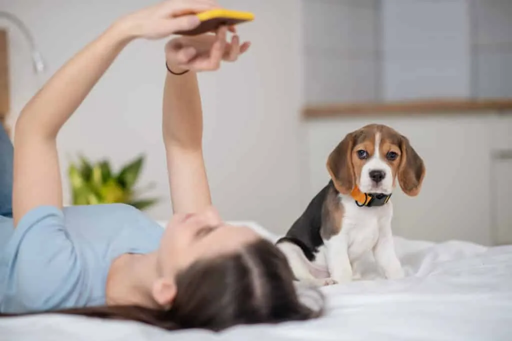 10 beagle activiteiten die ze graag doen 7