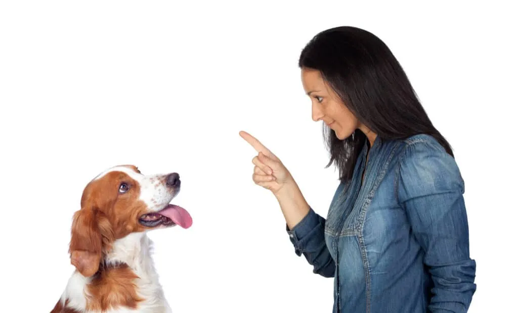 Hond straffen