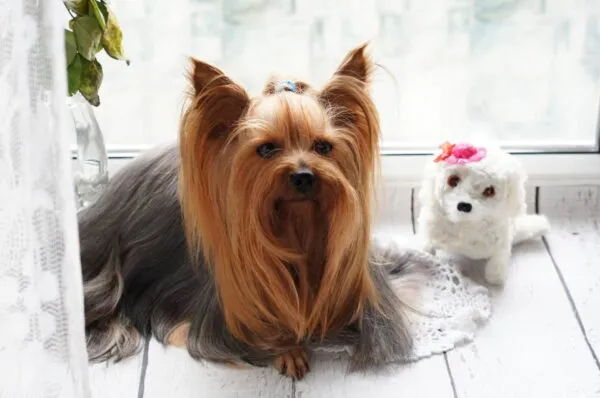 Chiens qui ne perdent pas de poils ou très peu 5 Races de chiens qui perdent peu de poils