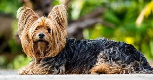 Yorkshire terrier voeding