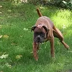 Lobbus - boxer 11 Boxer puppy