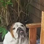 Maxime - engelse bulldog 10 Woefkesranch engelse bulldog