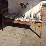 Maxime - engelse bulldog 12 Engelse bulldog reviews
