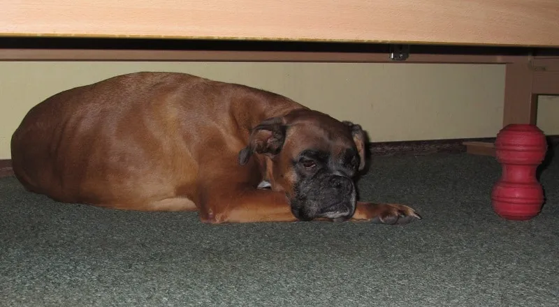 Boxer tevredenheid