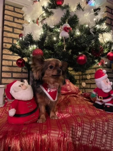 Chihuahua sunny reviews