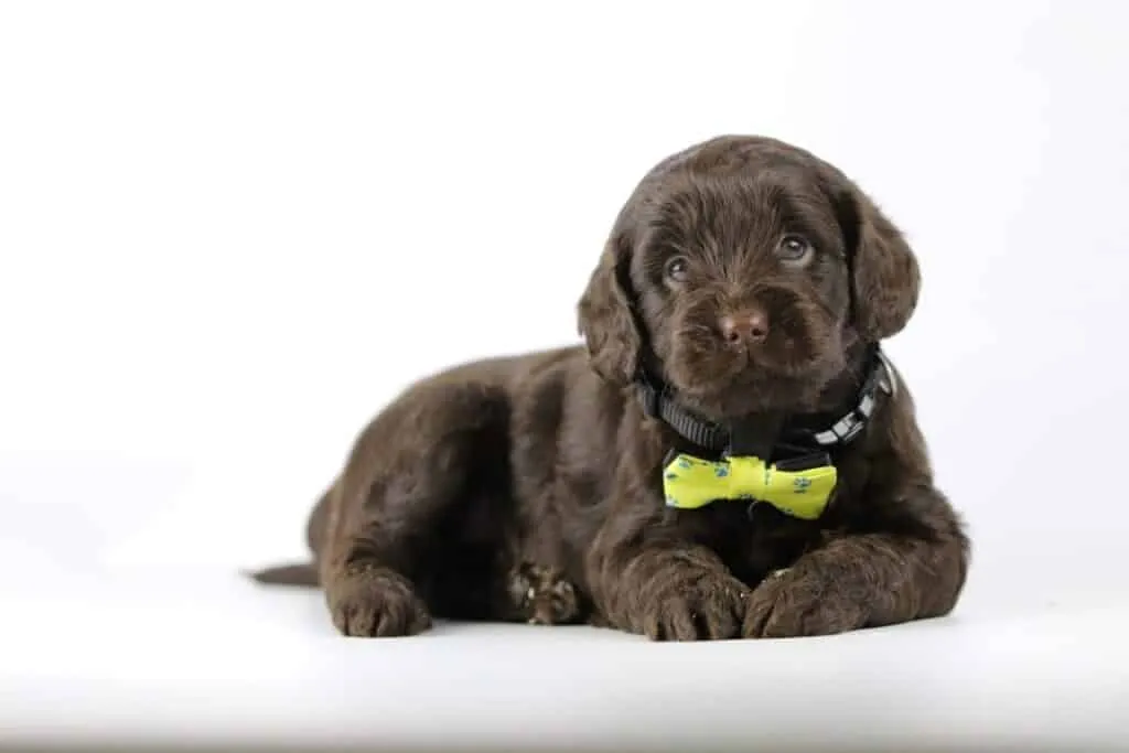 Labradoodle pups te koop