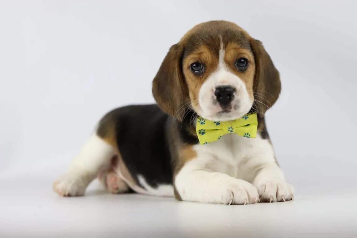 Beste tipps, um einen beagle-welpen stubenrein zu machen 1 Beagle puppy tips