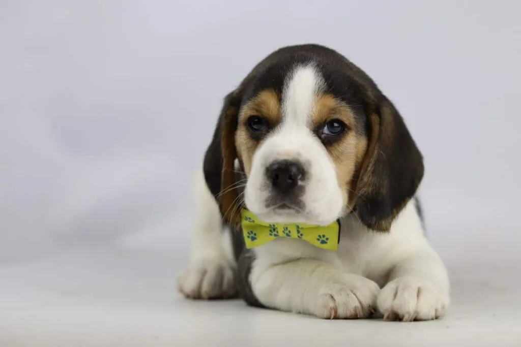 Wanneer is je beagle volgroeid? 5 Beagle overgewicht