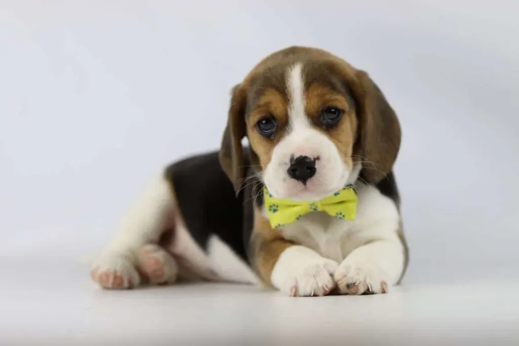 Beste tipps, um einen beagle-welpen stubenrein zu machen 5 Beagle puppy zindelijk maken