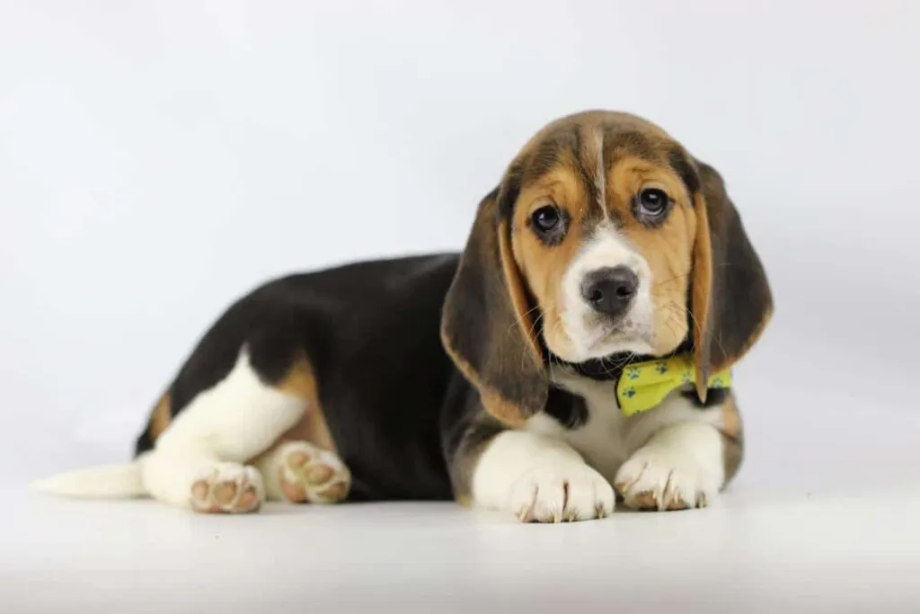 Beagle price, how much does a beagle puppy cost? 8 Beagle ideale gewicht