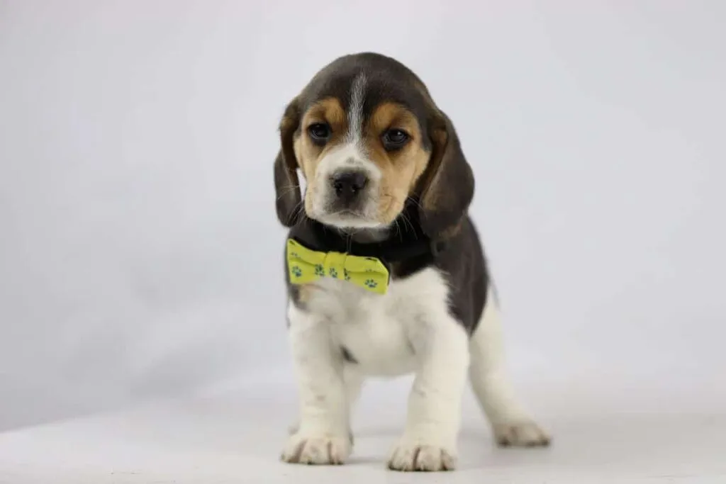 Leeftijd van een beagle: hoe oud wordt een beagle? 3 Leeftijd van een beagle