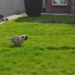 Mops - elvis 5