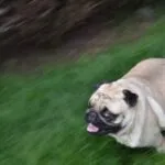 Mops - elvis 4