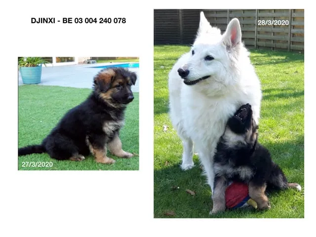 Djinxie - duitse herder 3 Hondenkennel belgië