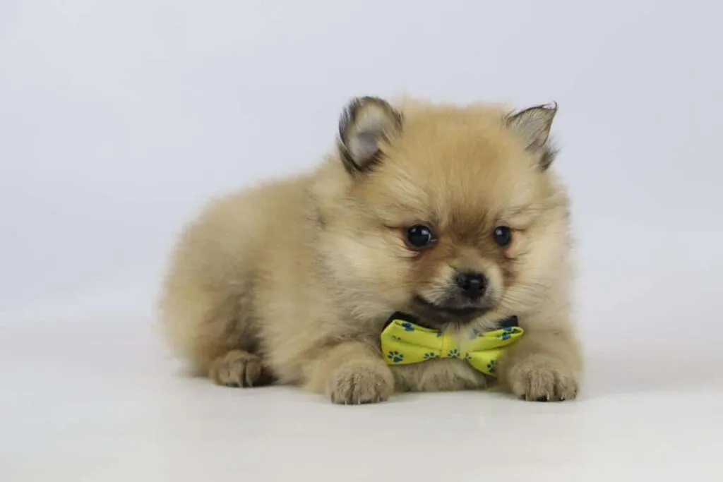 Fütterungsleitfaden für zwergspitzchen 1 Bestes pomeranian-futter