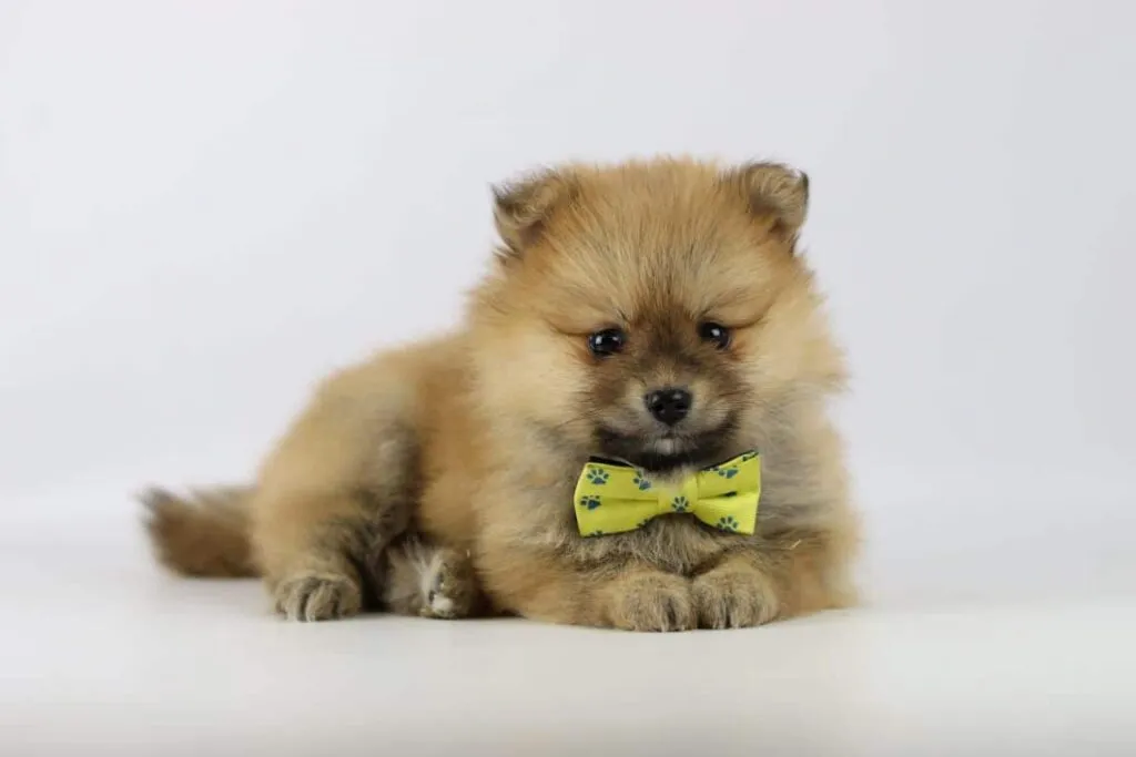 Fütterungsleitfaden für zwergspitzchen 6 Pomeranian-nährstoffe