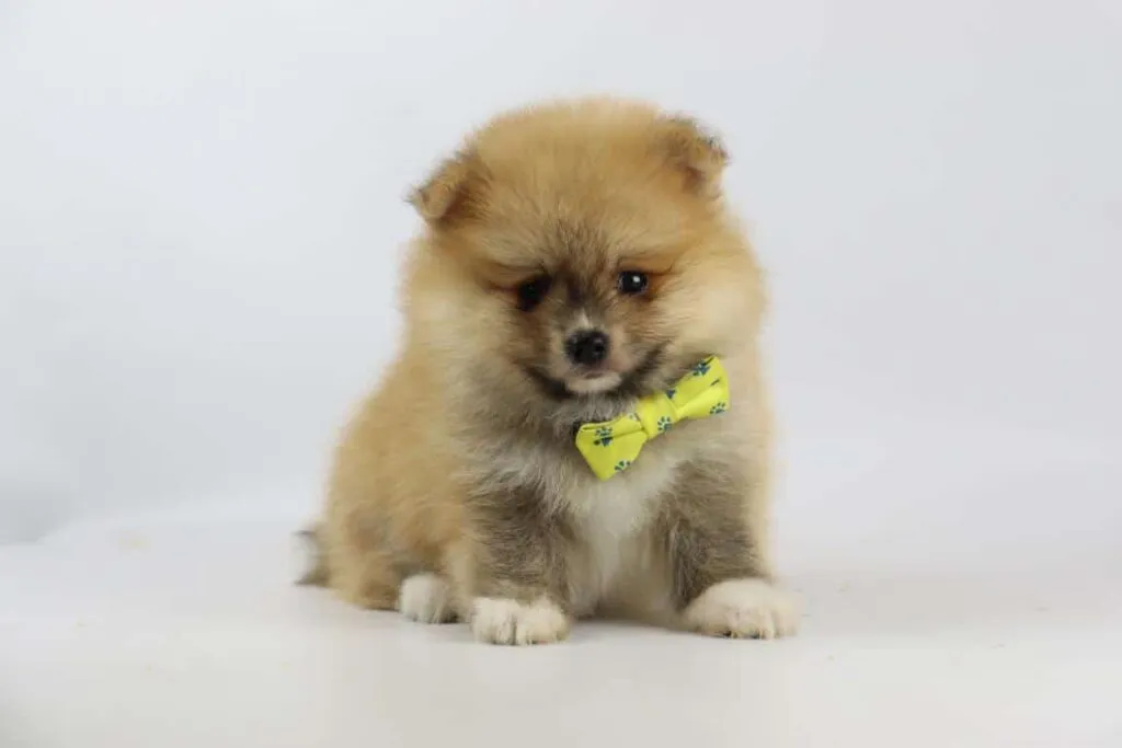 Fütterungsleitfaden für zwergspitzchen 8 Pomeranian-essgewohnheiten