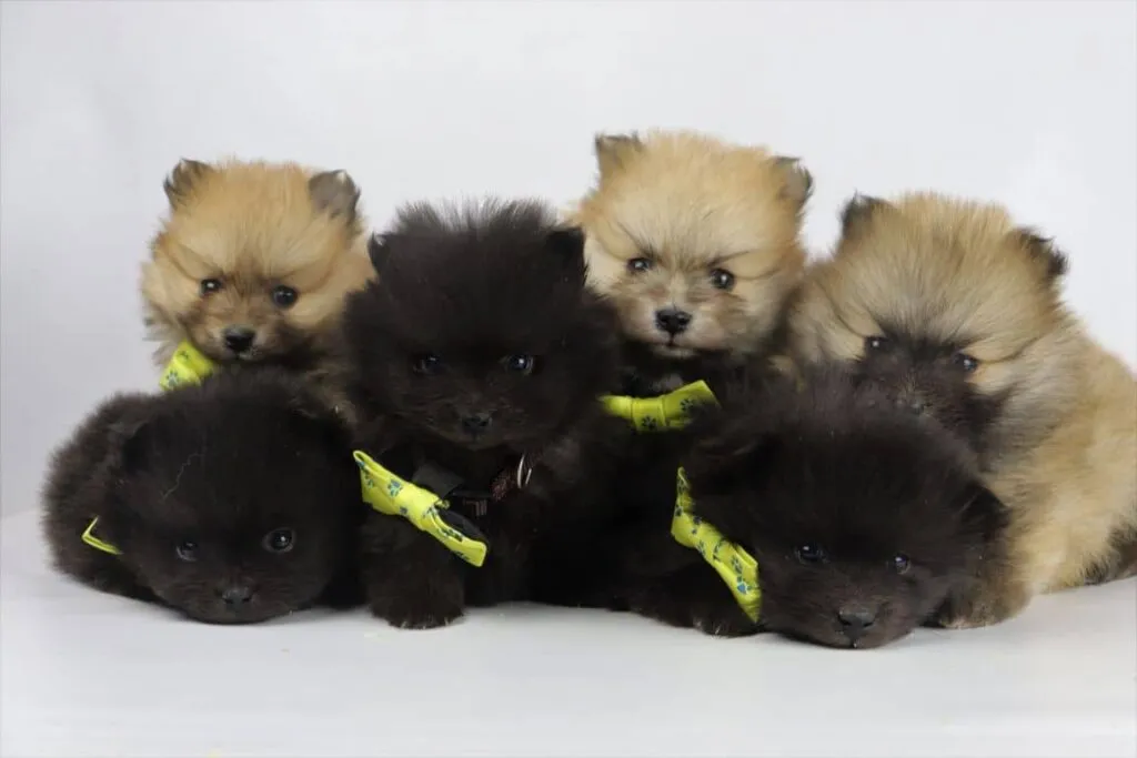 Dwarf spitz or pomeranian puppies for sale - buy spitz puppies, pomeranian from breeder 12 Miniature spitz puppy for sale