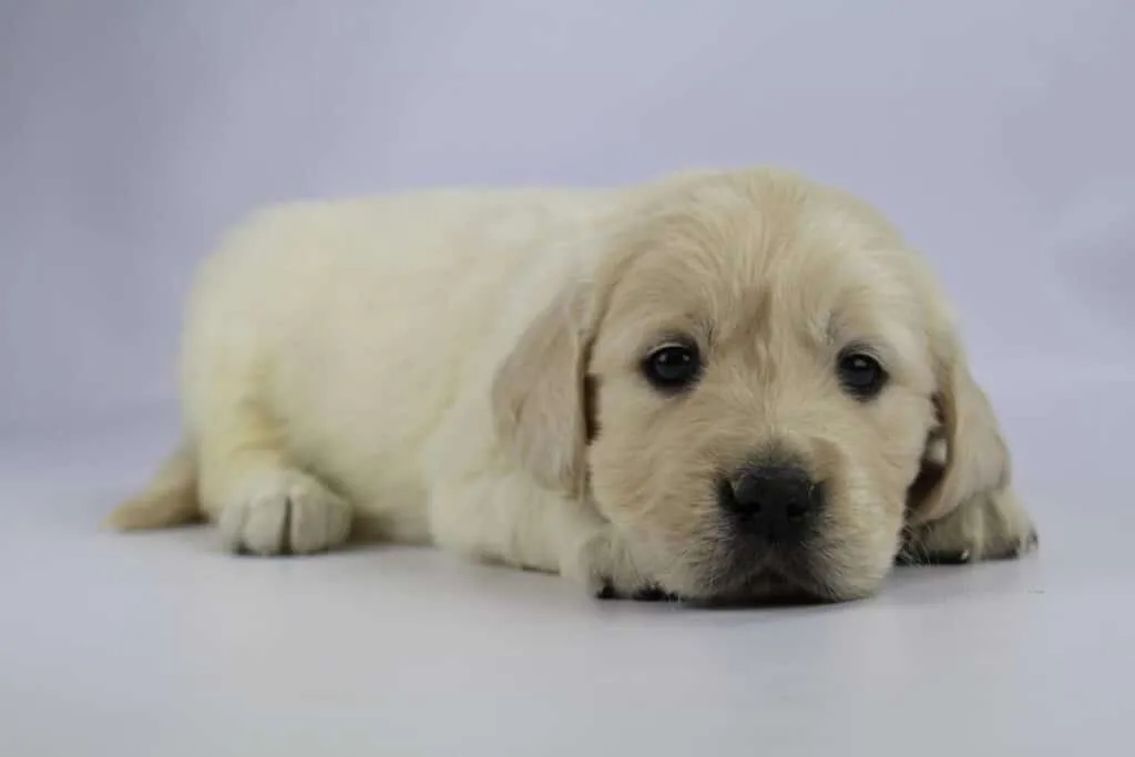 Golden retriever fokkers nederland