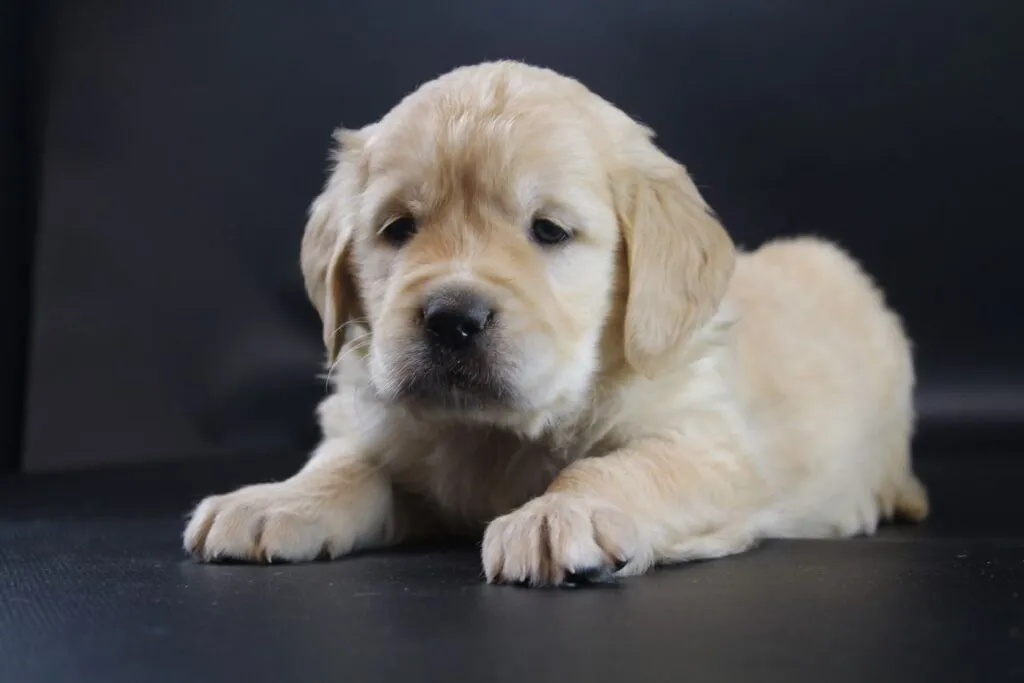 Golden retriever puppy - wat moet je weten 2 Belgische fokker golden retriever
