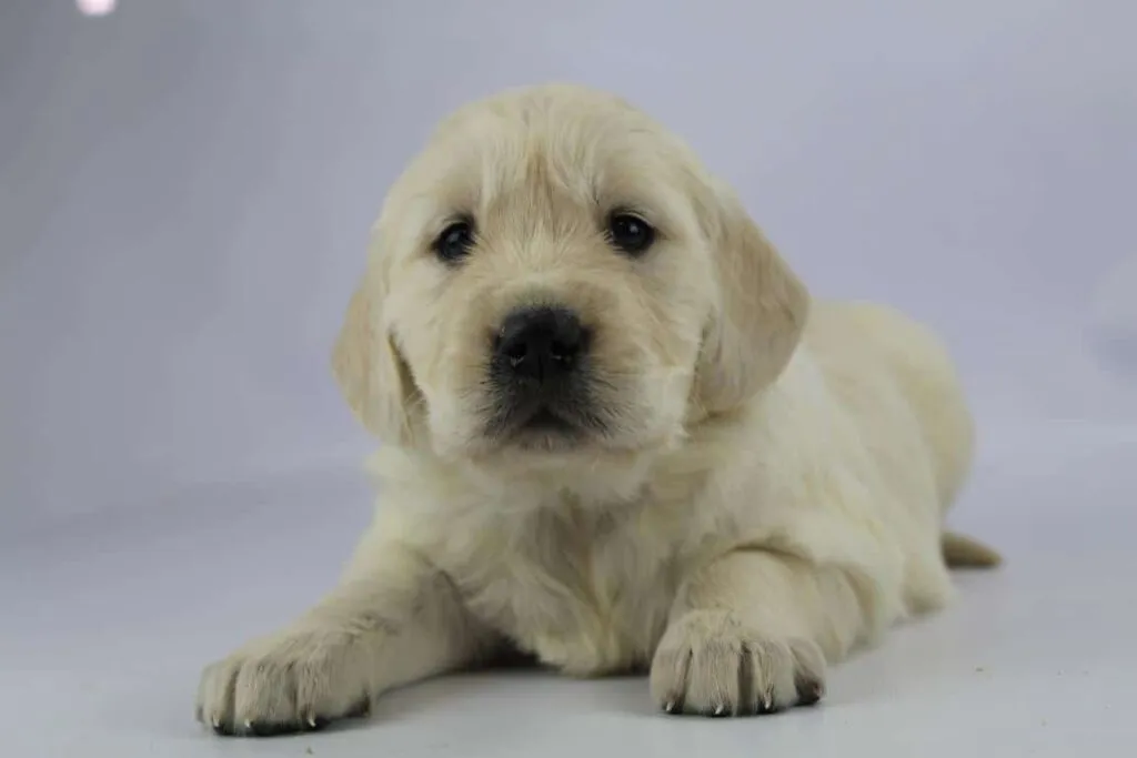 Golden retriever welpen zu verkaufen - belgischer züchter 5 Golden retriever pups kopen belgië