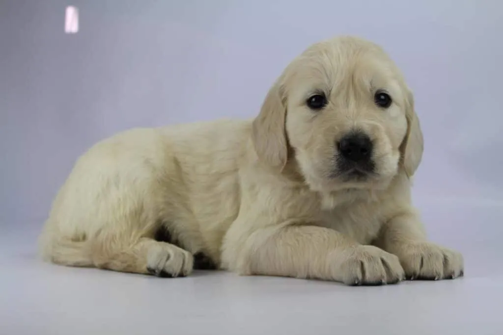 Golden retriever price: how much does a golden retriever puppy cost? 7 Golden retriever pups prijs