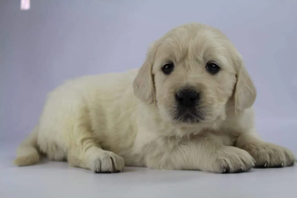 Chiot golden retriever - ce que vous devez savoir 1 Wat kost een golden retriever