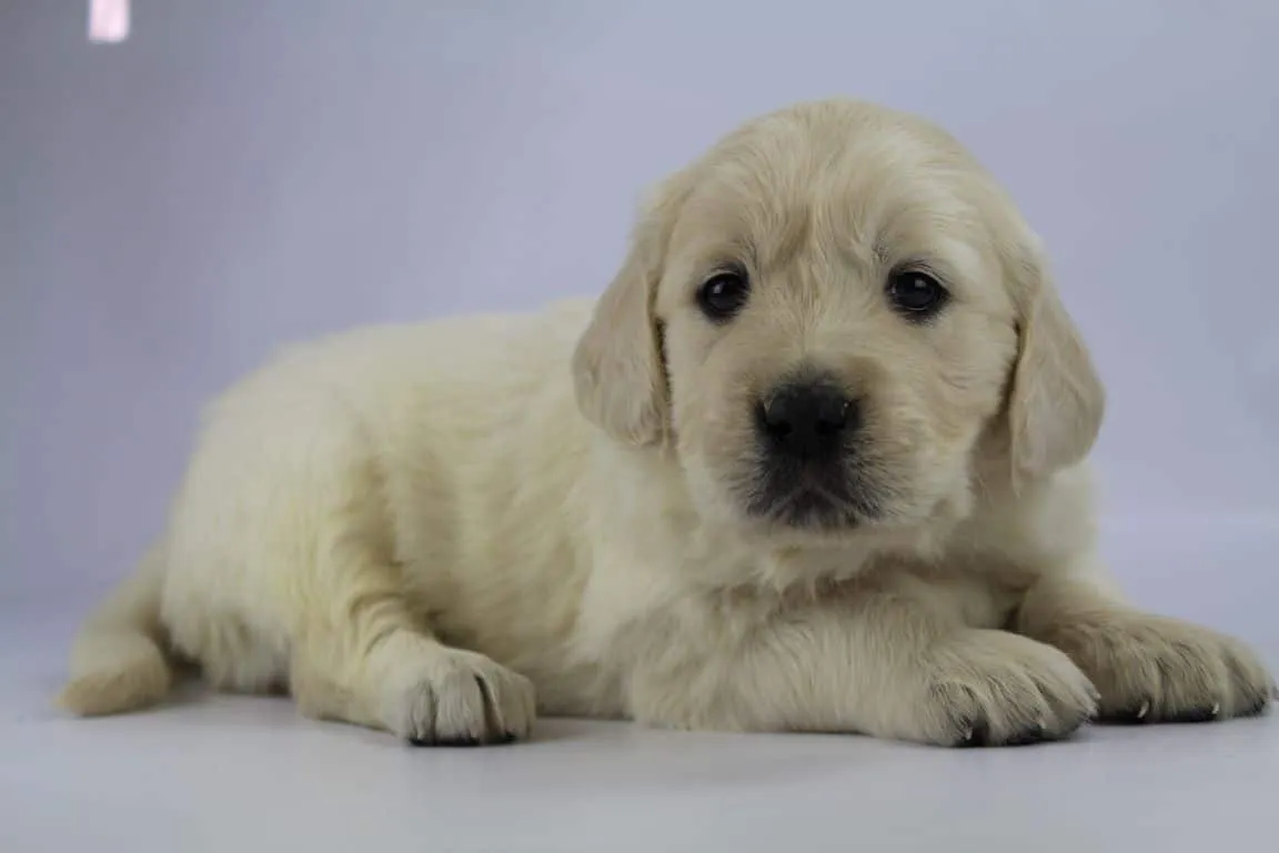 Golden retriever