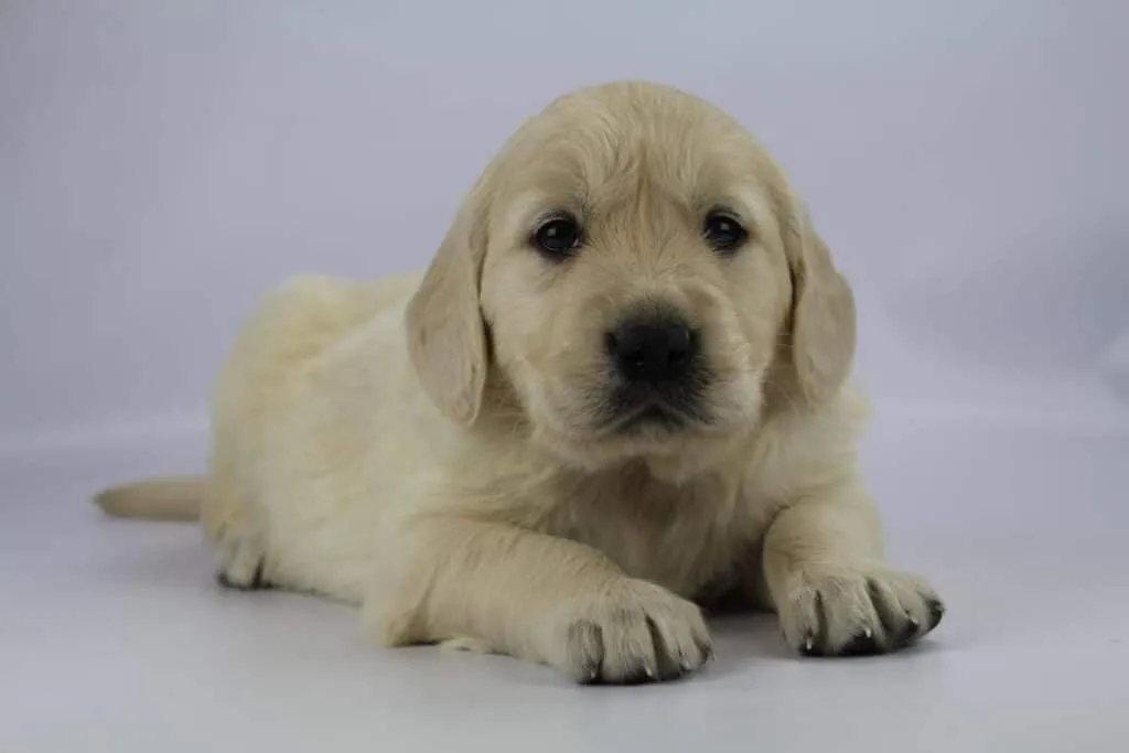 Golden retriever price: how much does a golden retriever puppy cost? 8 Golden retriever pups beschikbaar
