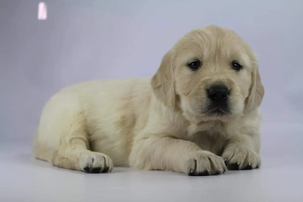 Puppy kopen